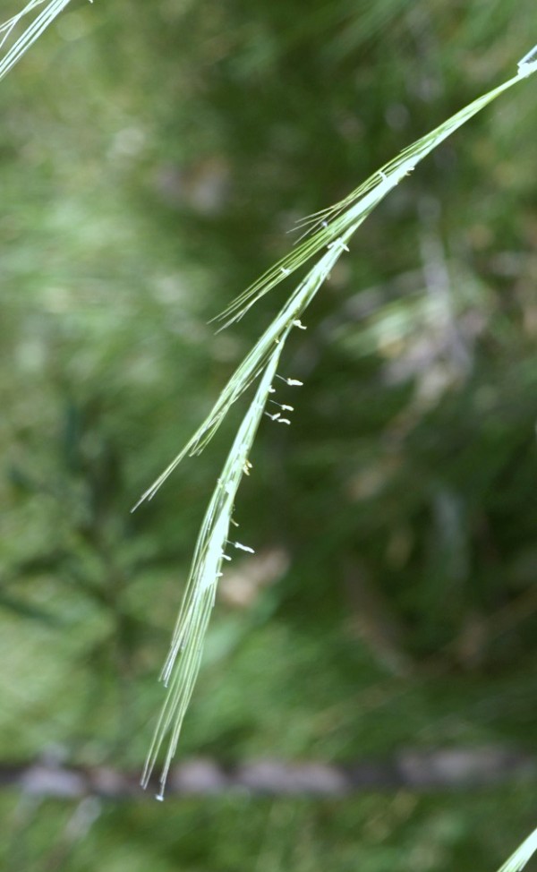 Elymus scaber